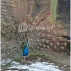 Sóstó Zoo - Nyíregyházi Állatpark Nyíregyháza - Egyéb