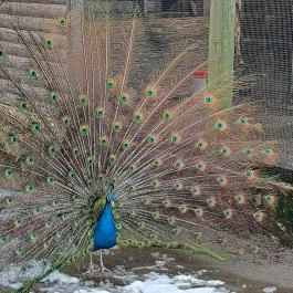 Sóstó Zoo - Nyíregyházi Állatpark, Nyíregyháza - Egyéb