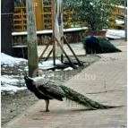 Sóstó Zoo - Nyíregyházi Állatpark Nyíregyháza - Egyéb