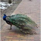 Sóstó Zoo - Nyíregyházi Állatpark Nyíregyháza - Egyéb