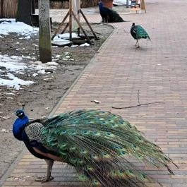 Sóstó Zoo - Nyíregyházi Állatpark, Nyíregyháza - Egyéb