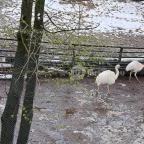 Sóstó Zoo - Nyíregyházi Állatpark Nyíregyháza - Egyéb