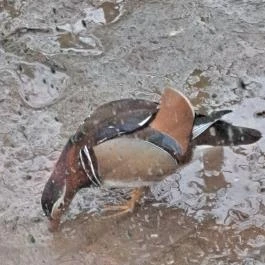 Sóstó Zoo - Nyíregyházi Állatpark, Nyíregyháza - Egyéb