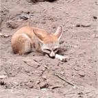 Sóstó Zoo - Nyíregyházi Állatpark Nyíregyháza - Egyéb