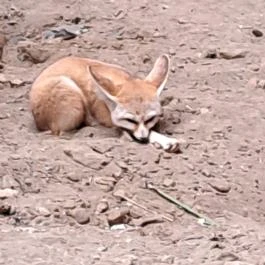 Sóstó Zoo - Nyíregyházi Állatpark, Nyíregyháza - Egyéb