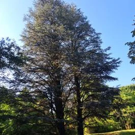 Soroksári Botanikus Kert Budapest - Egyéb