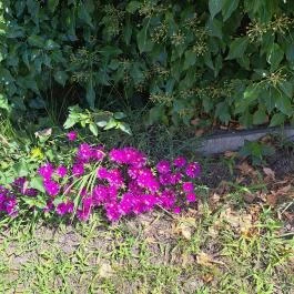 Soroksári Botanikus Kert Budapest - Egyéb