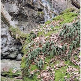 Szakadás-árok Tar - Egyéb