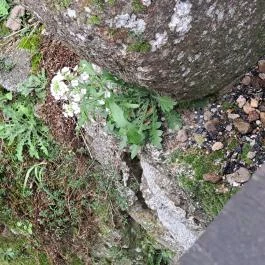 Szigligeti Vár Szigliget - Egyéb