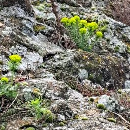 Szigligeti Vár Szigliget - Egyéb