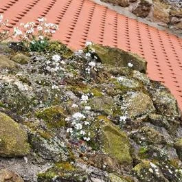 Szigligeti Vár Szigliget - Egyéb