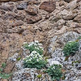 Szigligeti Vár Szigliget - Egyéb