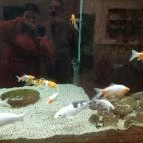 Wellness Hotel Szindbád Balatonszemes - Egyéb