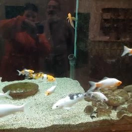 Wellness Hotel Szindbád , Balatonszemes - Egyéb