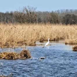 Tanösvény Lipót - Egyéb