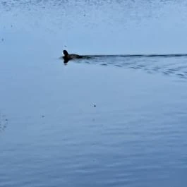 Tanösvény Lipót - Egyéb