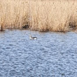 Tanösvény Lipót - Egyéb