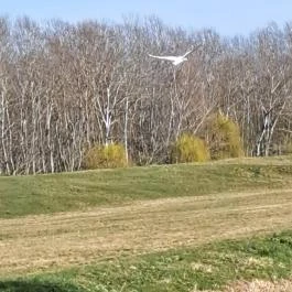 Tanösvény Lipót - Egyéb