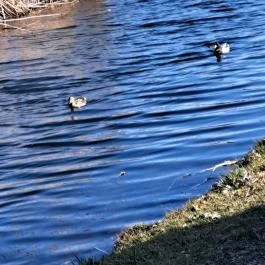 Tanösvény Lipót - Egyéb