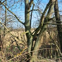 Tanösvény Lipót - Egyéb