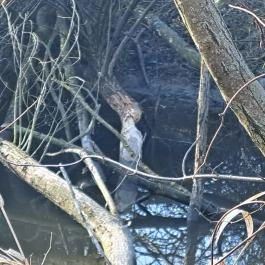 Fási-kert környezetismereti tanösvény Bag - Egyéb