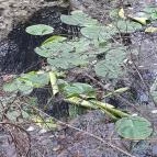 Tatai Fényes tanösvény Tata - Egyéb