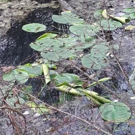 Tatai Fényes tanösvény, Tata - Egyéb