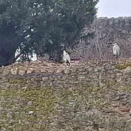 Tatai vár Tata - Egyéb