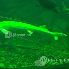 Tisza-tavi Ökocentrum Poroszló - Egyéb