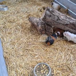 Tisza-tavi Ökocentrum Poroszló - Egyéb