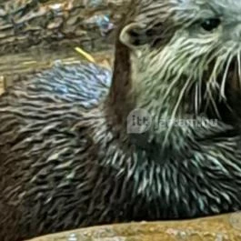 Tisza-tavi Ökocentrum Poroszló - Egyéb