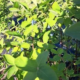 Tokodi pincesor, Tokod - Egyéb