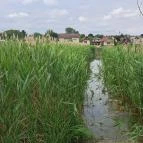 Úszóláp tanösvény Szigetszentmiklós - Egyéb