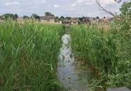 Úszóláp tanösvény Szigetszentmiklós