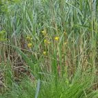 Úszóláp tanösvény Szigetszentmiklós - Egyéb