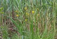 Úszóláp tanösvény Szigetszentmiklós