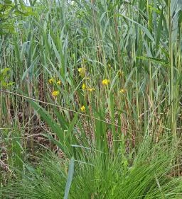 Úszóláp tanösvény