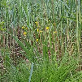 Úszóláp tanösvény, Szigetszentmiklós - Egyéb