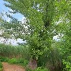 Úszóláp tanösvény Szigetszentmiklós - Egyéb