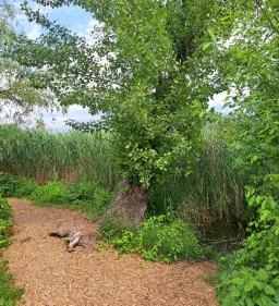 Úszóláp tanösvény