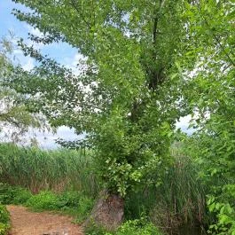 Úszóláp tanösvény, Szigetszentmiklós - Egyéb