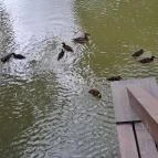 Úszóláp tanösvény Szigetszentmiklós - Egyéb