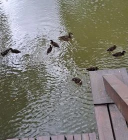 Úszóláp tanösvény