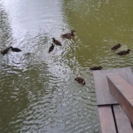 Úszóláp tanösvény, Szigetszentmiklós - Egyéb