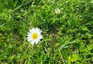 Vadvirág tanösvény Lenti