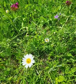 Vadvirág tanösvény