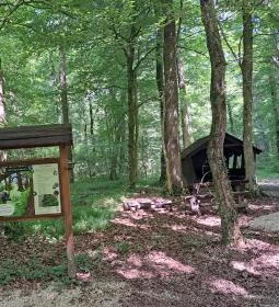 Vadvirág tanösvény