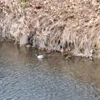 Wittmann park Mosonmagyaróvár - Egyéb