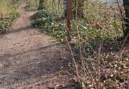 Wittmann park Mosonmagyaróvár