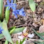 Wittmann park Mosonmagyaróvár - Egyéb